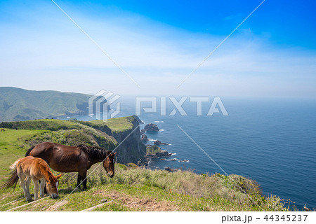 隠岐の島 西ノ島町 隠岐の島 西ノ島町 44345237