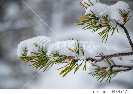 Snow-Covered Branch with Needles Close-Up Snow-Covered Branch with Needles Close-Up 44345525