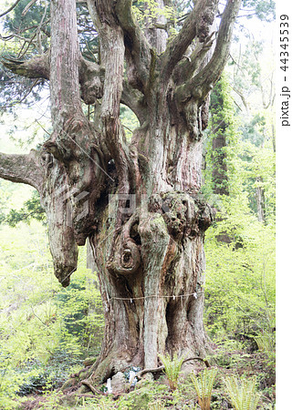 隠岐の島 岩倉の乳房杉 隠岐の島 岩倉の乳房杉 44345539