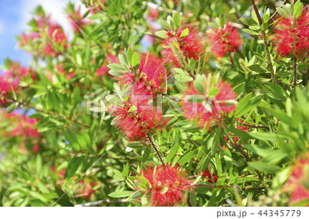 ブラシの木 44345779