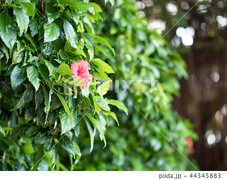 ブッソウゲ 仏桑花 紅蜀葵 44345883