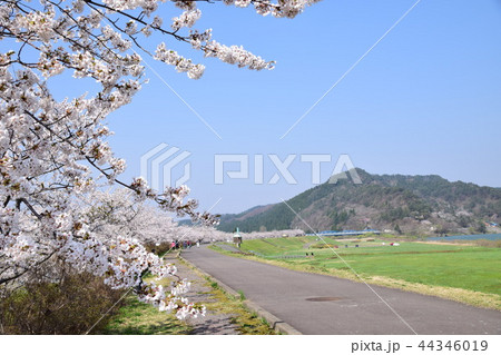 桜づつみ公園 桜づつみ公園 44346019