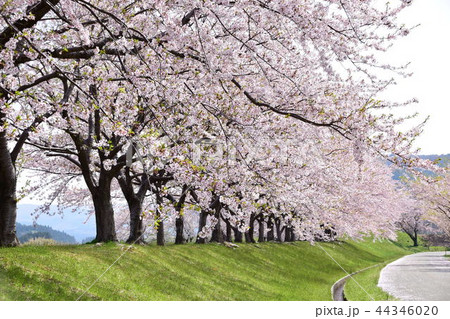 さくら さくら 44346020