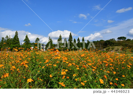 キバナコスモス 44346023