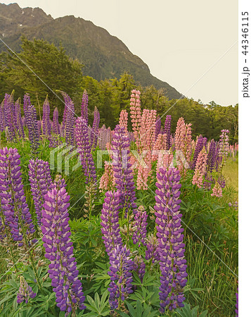 Violet lupine flower New Zealand summer season Violet lupine flower New Zealand summer season 44346115
