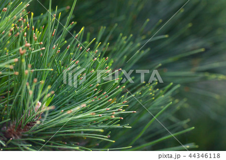 Natural Background from green pine. Spruce branch 44346118