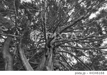 Black and White, Under giant oak tree Black and White, Under giant oak tree 44346168
