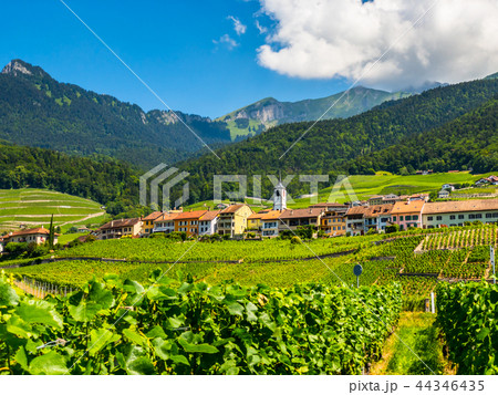 Summer Switzerland valley landscape with vineyards at foreground Summer Switzerland valley landscape with vineyards at foreground 44346435