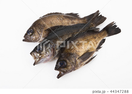 メバル メバル 44347288