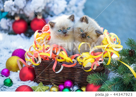 Two kittens in a basket with Christmas decoration Two kittens in a basket with Christmas decoration 44347923