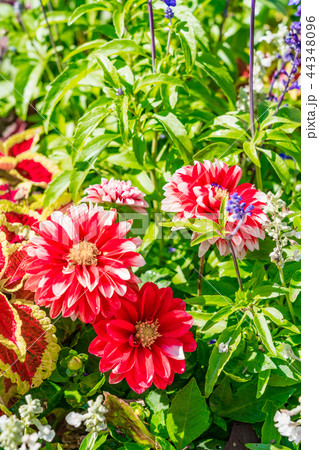 神奈川県 花畑の写真素材