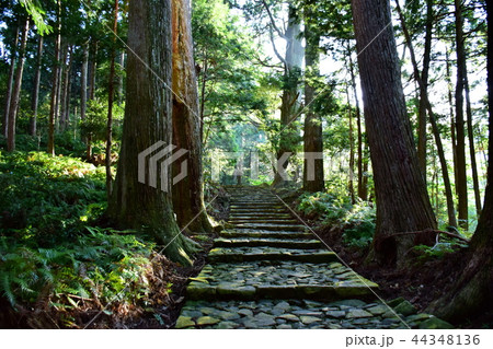 熊野古道 大門坂 那智山 石段 / 唐斗石 付近 ( 和歌山県 東牟婁郡 那智勝浦町 ) 熊野古道 大門坂 那智山 石段 / 唐斗石 付近 ( 和歌山県 東牟婁郡 那智勝浦町 ) 44348136