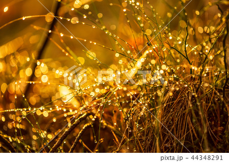 Abstract Blurred background of summer rain 44348291