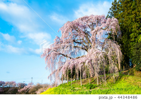 福島県二本松市 合戦場のしだれ桜 44348486