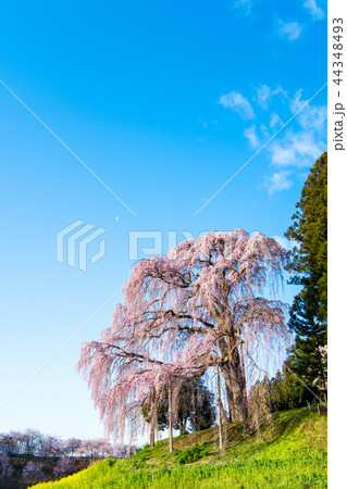 福島県二本松市 合戦場のしだれ桜 44348493