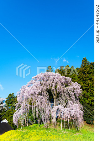 福島県二本松市 合戦場のしだれ桜 44348502