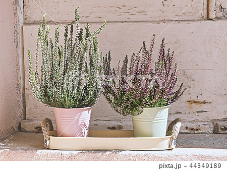 Heather blooming potted plant 44349189