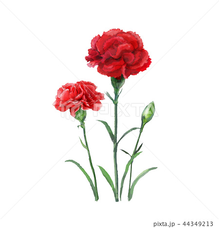 エレガント赤い 花 イラスト 最高の動物画像
