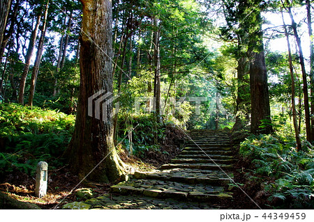 熊野古道 大門坂 那智山 石段 / 唐斗石 付近 ( 和歌山県 東牟婁郡 那智勝浦町 ) 熊野古道 大門坂 那智山 石段 / 唐斗石 付近 ( 和歌山県 東牟婁郡 那智勝浦町 ) 44349459