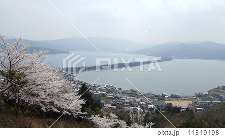 天橋立の春の桜の展望 天橋立の春の桜の展望 44349498