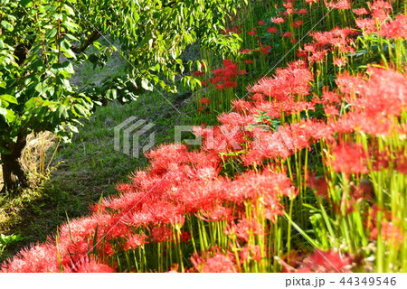 彼岸花が咲く頃 44349546