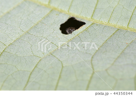 クズノチビタマムシ クズノチビタマムシ 44350344