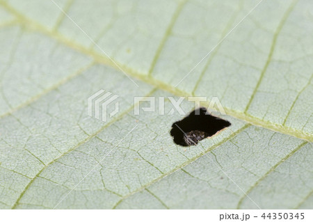 クズノチビタマムシ 44350345