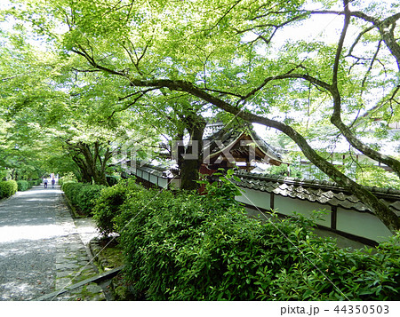 西教寺 緑の参道と塔頭 西教寺 緑の参道と塔頭 44350503