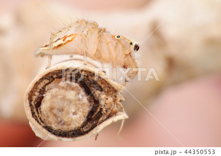 ハエトリグモ はえとりぐも 跳ねる 44350553