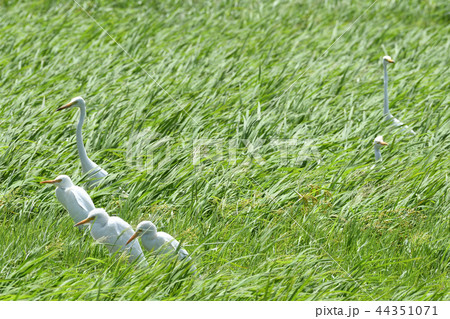 チュウサギ　Intermediate egret　中鷺　複数　群れ 44351071