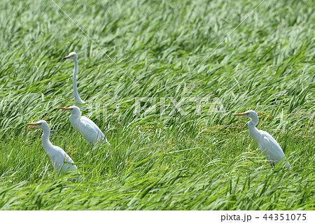 チュウサギ　Intermediate egret　中鷺　複数　群れ 44351075