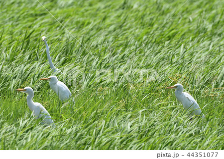 チュウサギ Intermediate egret 中鷺 複数 群れ チュウサギ Intermediate egret 中鷺 複数 群れ 44351077