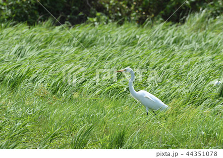 チュウサギ Intermediate egret 中鷺 1匹 チュウサギ Intermediate egret 中鷺 1匹 44351078