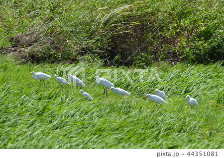チュウサギ　Intermediate egret　中鷺　複数　群れ 44351081