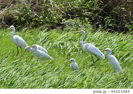 チュウサギ　Intermediate egret　中鷺　複数　群れ 44351084