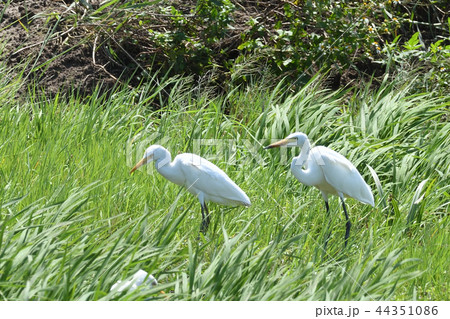 チュウサギ　Intermediate egret　中鷺　複数　群れ 44351086