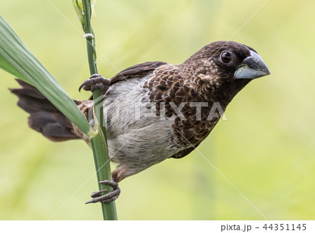 White-rumped Munia ( Lonchura striata ) White-rumped Munia ( Lonchura striata ) 44351145
