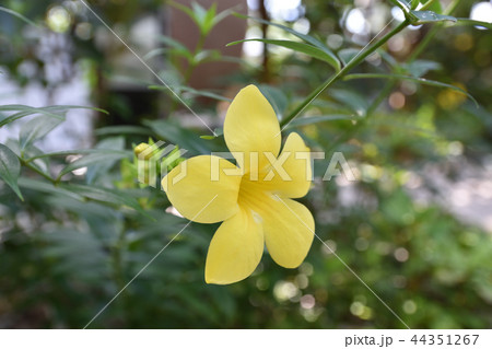 ヒメアリアケカズラ 44351267