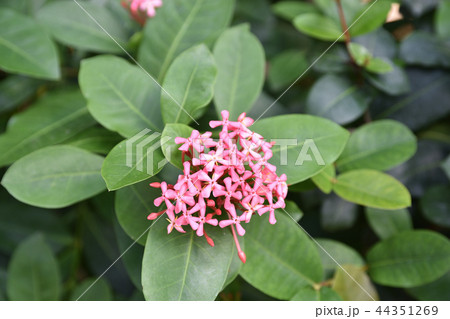 サンタンカ 44351269