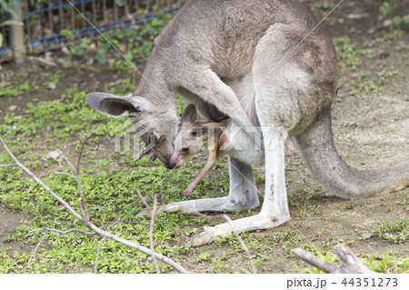 大牟田市動物園　カンガルー、 44351273
