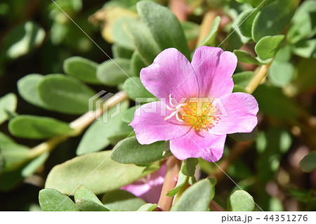 ポーチュラカ(花滑りひゆ) ポーチュラカ(花滑りひゆ) 44351276