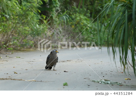 死んだカエルを見つけたカンムリワシ　 44351284