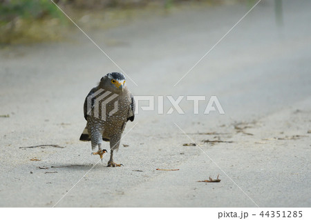 死んだカエルを見つけたカンムリワシ　 44351285