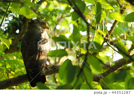 木陰で休むカンムリワシ 44351287