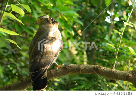 木陰で休むカンムリワシ 44351288
