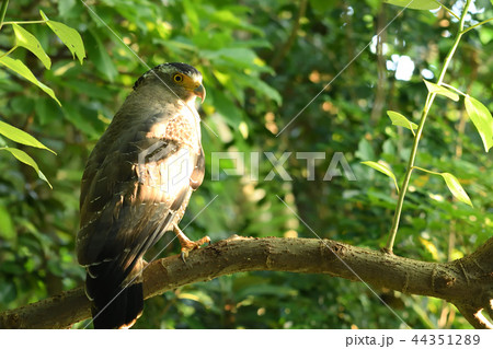 木陰で休むカンムリワシ 44351289