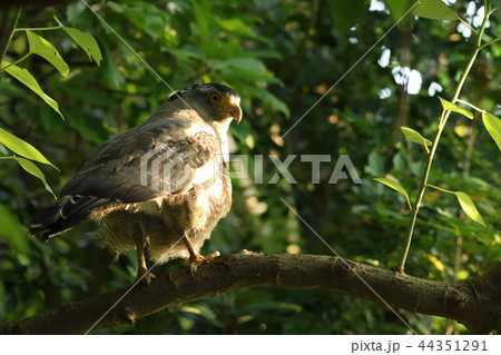 木陰で休むカンムリワシ 木陰で休むカンムリワシ 44351291