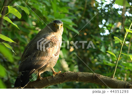 木陰で休むカンムリワシ 木陰で休むカンムリワシ 44351293