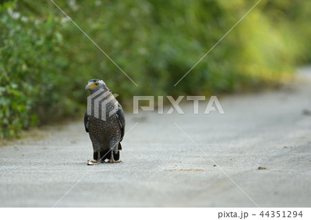 道路に降りるカンムリワシ　 44351294