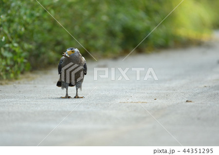 カエルを咥えるカンムリワシ　 44351295